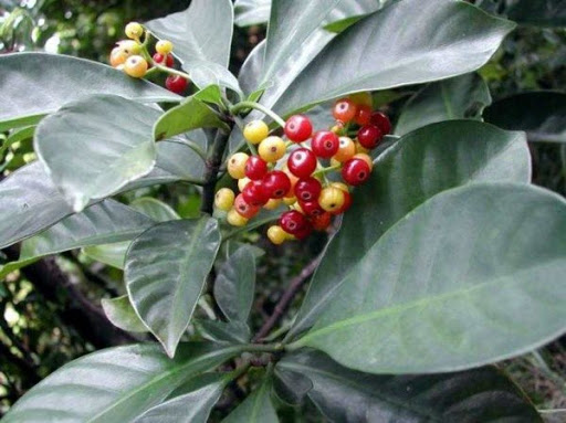 Cây Lấu bà. Psychotria balansae Pit - Cây Thuốc Nam Quanh Ta